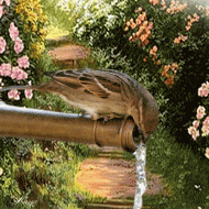 Vogel trinkt Wasser animiert