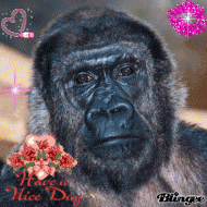 Affe Monkey - have a nice day