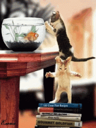 Katzen - Fisch fangen - Räuberleiter