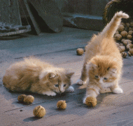 spielende Katzen