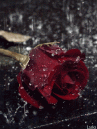 Rose Regen Rain