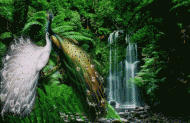 Wasserfall Pfau Animation