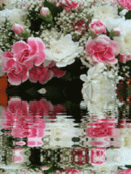 Blumen animierte Spiegelung