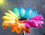 Regenbogenblume