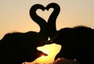 Herz Elefanten
