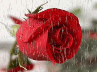 Rose - Regen - Animation